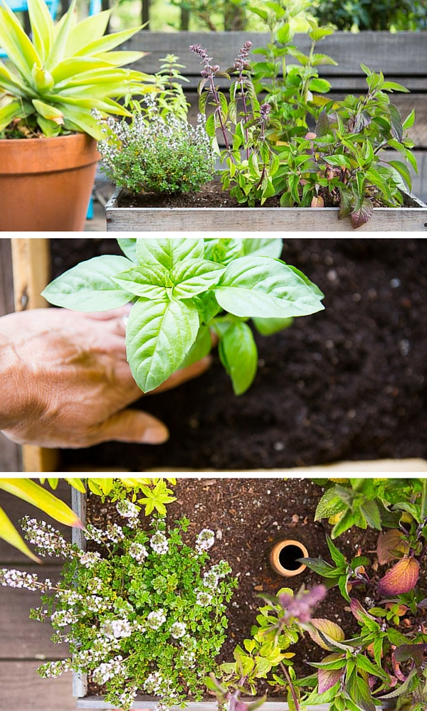 DIY Wine Box Herb Garden